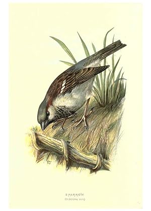 Imagen del vendedor de Reproduccin/Reproduction 6032349079: Familiar wild birds. v.1. London ; New York :Cassell,1883 a la venta por EL BOLETIN