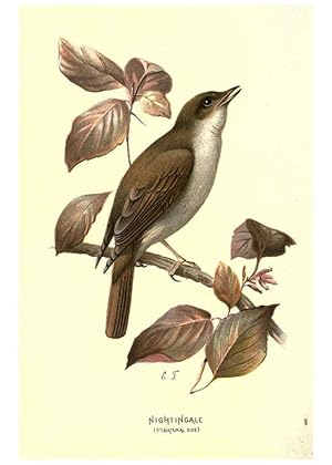 Imagen del vendedor de Reproduccin/Reproduction 6032355301: Familiar wild birds. v.1. London ; New York :Cassell,1883 a la venta por EL BOLETIN