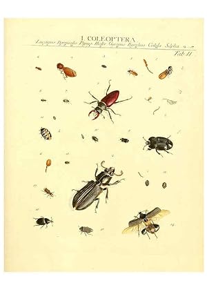 Immagine del venditore per Reproduccin/Reproduction 6032387126: Dr. Sulzers Abgekrtze Geschichte der Insecten Winterthur :Bey H. Steiner .,1776 venduto da EL BOLETIN