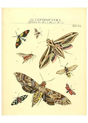 Immagine del venditore per Reproduccin/Reproduction 6032391886: Dr. Sulzers Abgekrtze Geschichte der Insecten Winterthur :Bey H. Steiner .,1776 venduto da EL BOLETIN