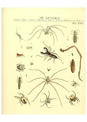 Immagine del venditore per Reproduccin/Reproduction 6031834461: Dr. Sulzers Abgekrtze Geschichte der Insecten Winterthur :Bey H. Steiner .,1776 venduto da EL BOLETIN
