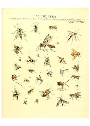 Immagine del venditore per Reproduccin/Reproduction 6032393772: Dr. Sulzers Abgekrtze Geschichte der Insecten Winterthur :Bey H. Steiner .,1776 venduto da EL BOLETIN