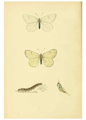 Imagen del vendedor de Reproduccin/Reproduction 6073601274: A history of British butterflies London :John C. Nimmo,1890 a la venta por EL BOLETIN