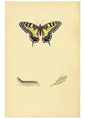 Bild des Verkufers fr Reproduccin/Reproduction 6073599266: A history of British butterflies London :John C. Nimmo,1890 zum Verkauf von EL BOLETIN