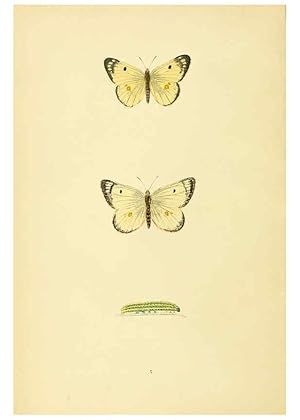 Imagen del vendedor de Reproduccin/Reproduction 6073601030: A history of British butterflies London :John C. Nimmo,1890 a la venta por EL BOLETIN