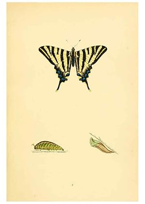 Bild des Verkufers fr Reproduccin/Reproduction 6073058947: A history of British butterflies London :John C. Nimmo,1890 zum Verkauf von EL BOLETIN