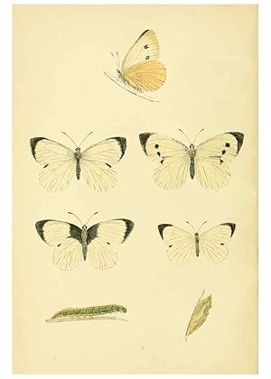 Bild des Verkufers fr Reproduccin/Reproduction 6073060923: A history of British butterflies London :John C. Nimmo,1890 zum Verkauf von EL BOLETIN