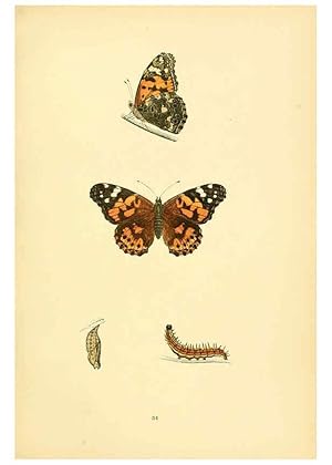 Bild des Verkufers fr Reproduccin/Reproduction 6073610068: A history of British butterflies London :John C. Nimmo,1890 zum Verkauf von EL BOLETIN