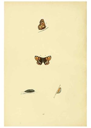 Imagen del vendedor de Reproduccin/Reproduction 6073612356: A history of British butterflies London :John C. Nimmo,1890 a la venta por EL BOLETIN