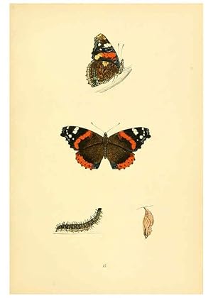 Bild des Verkufers fr Reproduccin/Reproduction 6073608048: A history of British butterflies London :John C. Nimmo,1890 zum Verkauf von EL BOLETIN