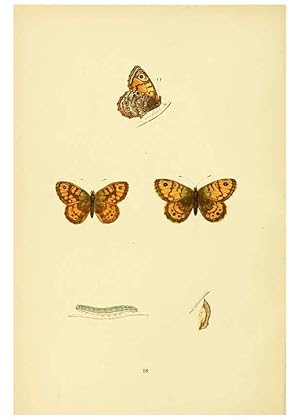 Bild des Verkufers fr Reproduccin/Reproduction 6073063871: A history of British butterflies London :John C. Nimmo,1890 zum Verkauf von EL BOLETIN