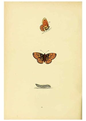 Bild des Verkufers fr Reproduccin/Reproduction 6073072901: A history of British butterflies London :John C. Nimmo,1890 zum Verkauf von EL BOLETIN