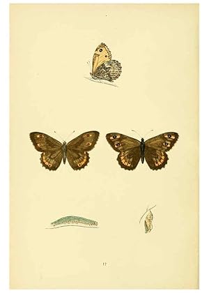Imagen del vendedor de Reproduccin/Reproduction 6073604918: A history of British butterflies London :John C. Nimmo,1890 a la venta por EL BOLETIN