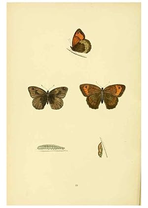 Imagen del vendedor de Reproduccin/Reproduction 6073605536: A history of British butterflies London :John C. Nimmo,1890 a la venta por EL BOLETIN