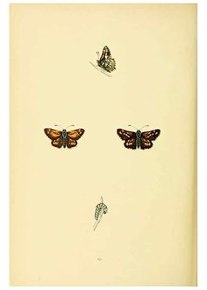 Imagen del vendedor de Reproduccin/Reproduction 6073079743: A history of British butterflies London :John C. Nimmo,1890 a la venta por EL BOLETIN