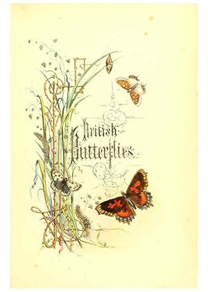 Image du vendeur pour Reproduccin/Reproduction 6069020345: The genera and species of British butterflies London :T.J. Allman .,[1860?] mis en vente par EL BOLETIN