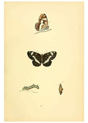 Bild des Verkufers fr Reproduccin/Reproduction 6073607738: A history of British butterflies London :John C. Nimmo,1890 zum Verkauf von EL BOLETIN