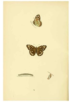 Bild des Verkufers fr Reproduccin/Reproduction 6073063293: A history of British butterflies London :John C. Nimmo,1890 zum Verkauf von EL BOLETIN