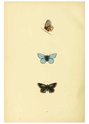 Bild des Verkufers fr Reproduccin/Reproduction 6073618872: A history of British butterflies London :John C. Nimmo,1890 zum Verkauf von EL BOLETIN