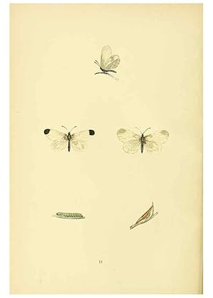 Imagen del vendedor de Reproduccin/Reproduction 6073062363: A history of British butterflies London :John C. Nimmo,1890 a la venta por EL BOLETIN