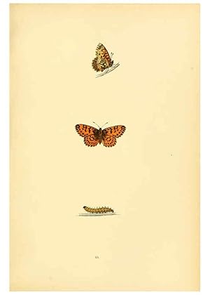 Bild des Verkufers fr Reproduccin/Reproduction 6073073697: A history of British butterflies London :John C. Nimmo,1890 zum Verkauf von EL BOLETIN