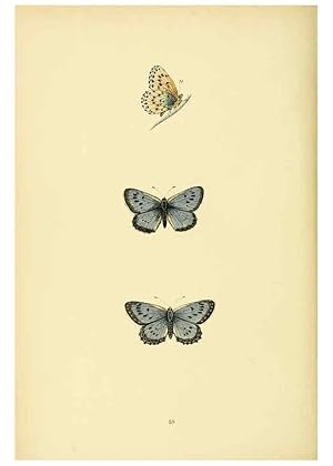 Bild des Verkufers fr Reproduccin/Reproduction 6073076793: A history of British butterflies London :John C. Nimmo,1890 zum Verkauf von EL BOLETIN