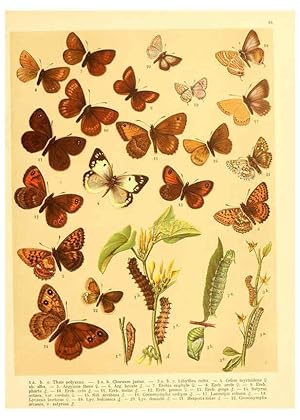 Seller image for Reproduccin/Reproduction 6058527655: Fr. Berges Schmetterlingsbuch nach dem gegenwrtigen Stande der Lepidopterologie neu bearb. und hrsg. von Professor Dr. H. Rebel . Stuttgart,E. Schweizerbart,1910 for sale by EL BOLETIN