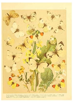 Seller image for Reproduccin/Reproduction 6059073382: Fr. Berges Schmetterlingsbuch nach dem gegenwrtigen Stande der Lepidopterologie neu bearb. und hrsg. von Professor Dr. H. Rebel . Stuttgart,E. Schweizerbart,1910 for sale by EL BOLETIN