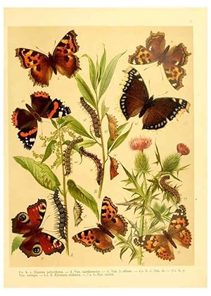 Seller image for Reproduccin/Reproduction 6058526213: Fr. Berges Schmetterlingsbuch nach dem gegenwrtigen Stande der Lepidopterologie neu bearb. und hrsg. von Professor Dr. H. Rebel . Stuttgart,E. Schweizerbart,1910 for sale by EL BOLETIN