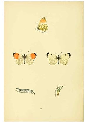 Bild des Verkufers fr Reproduccin/Reproduction 6073062639: A history of British butterflies London :John C. Nimmo,1890 zum Verkauf von EL BOLETIN