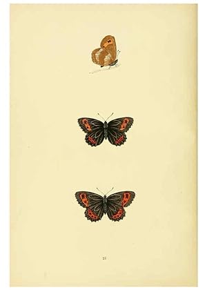 Imagen del vendedor de Reproduccin/Reproduction 6073606636: A history of British butterflies London :John C. Nimmo,1890 a la venta por EL BOLETIN