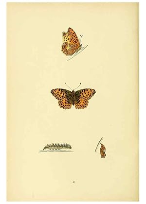 Bild des Verkufers fr Reproduccin/Reproduction 6073074855: A history of British butterflies London :John C. Nimmo,1890 zum Verkauf von EL BOLETIN