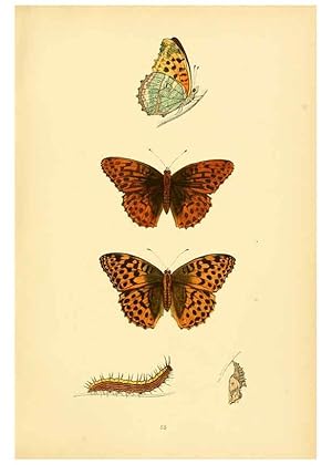 Bild des Verkufers fr Reproduccin/Reproduction 6073615948: A history of British butterflies London :John C. Nimmo,1890 zum Verkauf von EL BOLETIN