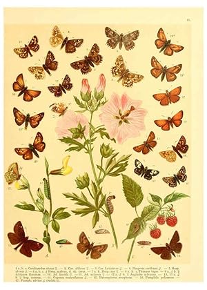 Seller image for Reproduccin/Reproduction 6058527499: Fr. Berges Schmetterlingsbuch nach dem gegenwrtigen Stande der Lepidopterologie neu bearb. und hrsg. von Professor Dr. H. Rebel . Stuttgart,E. Schweizerbart,1910 for sale by EL BOLETIN