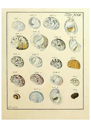 Imagen del vendedor de Reproduccin/Reproduction 6077149278: Nicolaus Georg Gevens Conchylien-Cabinet Lneburg :Bei Herold und Wahlstab,1830 a la venta por EL BOLETIN