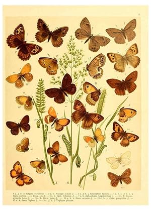 Seller image for Reproduccin/Reproduction 6058526995: Fr. Berges Schmetterlingsbuch nach dem gegenwrtigen Stande der Lepidopterologie neu bearb. und hrsg. von Professor Dr. H. Rebel . Stuttgart,E. Schweizerbart,1910 for sale by EL BOLETIN