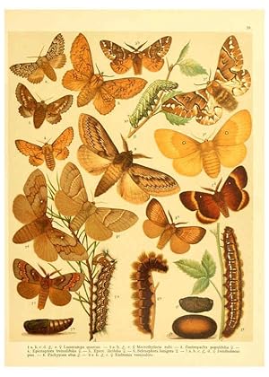 Seller image for Reproduccin/Reproduction 6059077434: Fr. Berges Schmetterlingsbuch nach dem gegenwrtigen Stande der Lepidopterologie neu bearb. und hrsg. von Professor Dr. H. Rebel . Stuttgart,E. Schweizerbart,1910 for sale by EL BOLETIN