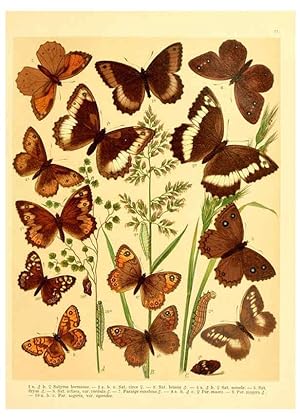 Seller image for Reproduccin/Reproduction 6058526865: Fr. Berges Schmetterlingsbuch nach dem gegenwrtigen Stande der Lepidopterologie neu bearb. und hrsg. von Professor Dr. H. Rebel . Stuttgart,E. Schweizerbart,1910 for sale by EL BOLETIN