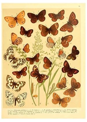 Seller image for Reproduccin/Reproduction 6058526745: Fr. Berges Schmetterlingsbuch nach dem gegenwrtigen Stande der Lepidopterologie neu bearb. und hrsg. von Professor Dr. H. Rebel . Stuttgart,E. Schweizerbart,1910 for sale by EL BOLETIN