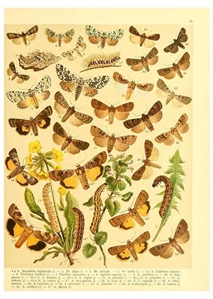 Seller image for Reproduccin/Reproduction 6058529677: Fr. Berges Schmetterlingsbuch nach dem gegenwrtigen Stande der Lepidopterologie neu bearb. und hrsg. von Professor Dr. H. Rebel . Stuttgart,E. Schweizerbart,1910 for sale by EL BOLETIN