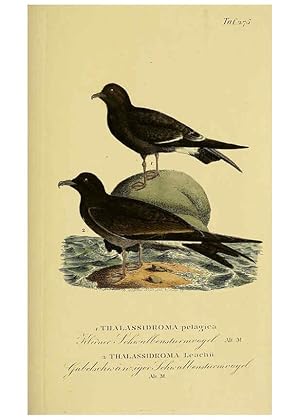 Imagen del vendedor de Reproduccin/Reproduction 6058916713: Johann Andreas Naumanns . Naturgeschichte der Vgel Deutschlands, nach einigen Erfahrungen entworfen. 13.T.Plates Leipzig :G. Fleischer,1820-1860 a la venta por EL BOLETIN