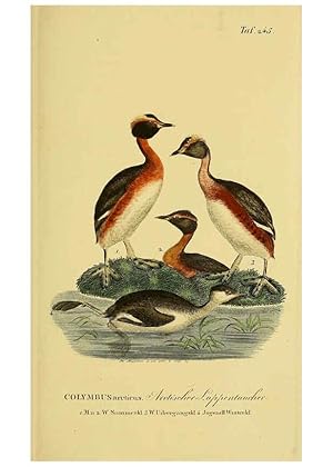 Imagen del vendedor de Reproduccin/Reproduction 6059453760: Johann Andreas Naumanns . Naturgeschichte der Vgel Deutschlands, nach einigen Erfahrungen entworfen. 13.T.Plates Leipzig :G. Fleischer,1820-1860 a la venta por EL BOLETIN