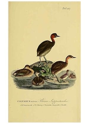 Imagen del vendedor de Reproduccin/Reproduction 6058906723: Johann Andreas Naumanns . Naturgeschichte der Vgel Deutschlands, nach einigen Erfahrungen entworfen. 13.T.Plates Leipzig :G. Fleischer,1820-1860 a la venta por EL BOLETIN