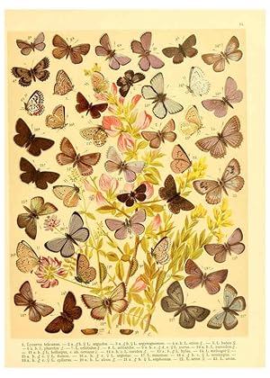 Seller image for Reproduccin/Reproduction 6058527285: Fr. Berges Schmetterlingsbuch nach dem gegenwrtigen Stande der Lepidopterologie neu bearb. und hrsg. von Professor Dr. H. Rebel . Stuttgart,E. Schweizerbart,1910 for sale by EL BOLETIN