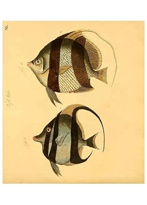 Seller image for Reproduccin/Reproduction 6059210500: Naturgeschichte in Bildern : mit erluterndem Text / Von Professor Dr. Strack. Lief. 4. (Heft 33-56). Fische. Dsseldorf :Arnz & Co.,[1819-1826] for sale by EL BOLETIN