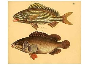 Seller image for Reproduccin/Reproduction 6058676453: Naturgeschichte in Bildern : mit erluterndem Text / Von Professor Dr. Strack. Lief. 4. (Heft 33-56). Fische. Dsseldorf :Arnz & Co.,[1819-1826] for sale by EL BOLETIN