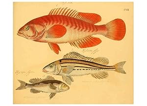 Seller image for Reproduccin/Reproduction 6059224224: Naturgeschichte in Bildern : mit erluterndem Text / Von Professor Dr. Strack. Lief. 4. (Heft 33-56). Fische. Dsseldorf :Arnz & Co.,[1819-1826] for sale by EL BOLETIN