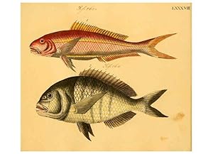 Seller image for Reproduccin/Reproduction 6059220228: Naturgeschichte in Bildern : mit erluterndem Text / Von Professor Dr. Strack. Lief. 4. (Heft 33-56). Fische. Dsseldorf :Arnz & Co.,[1819-1826] for sale by EL BOLETIN