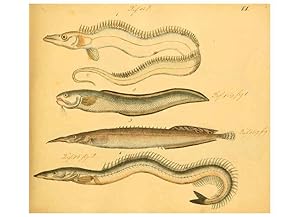 Seller image for Reproduccin/Reproduction 6058658323: Naturgeschichte in Bildern : mit erluterndem Text / Von Professor Dr. Strack. Lief. 4. (Heft 33-56). Fische. Dsseldorf :Arnz & Co.,[1819-1826] for sale by EL BOLETIN