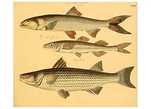 Seller image for Reproduccin/Reproduction 6058678399: Naturgeschichte in Bildern : mit erluterndem Text / Von Professor Dr. Strack. Lief. 4. (Heft 33-56). Fische. Dsseldorf :Arnz & Co.,[1819-1826] for sale by EL BOLETIN